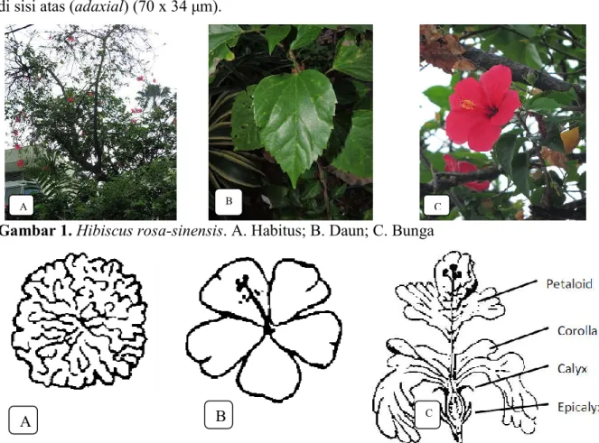 Gambar 1. Hibiscus rosa-sinensis. A. Habitus; B. Daun; C. Bunga 