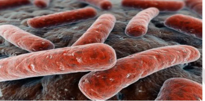 Gambar 2.9 Salah satu contoh monera (bakteri Mycobacterium tuberculosis)  Sumber: http://www.nature.com/news/2010/100609/images/news.2010.TB 