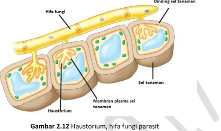 Gambar 2.12 Haustorium, hifa fungi parasit 