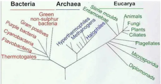 Gambar  1.  Suatu  pohon  filogenetik  yang  umum  berdsarkan  pada  urutan  nukelotida    RNA  ribosom  diantara  beberapa  jenis  organisme  [  Disadur  dari  diagram  R Woese (1994)) 