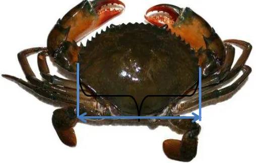 Gambar Pengukuran lobster  