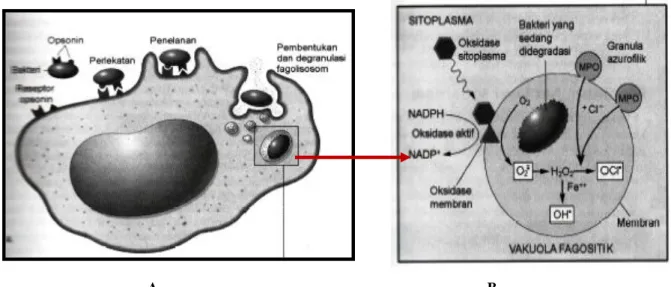 Gambar  8.  A.  Fagositosis  suatu  padikel  (misalnya,  bakteri)  terjadi  melalui  (1)  perlekatan  dan  pengikatan  opsonin  (misalnya,  kolektin,  atau  C3b  dan  bagian  Fc  imunoglobulin)  pada  reseptor  di  permukaaan  leukosit,  diikuti  oleh (2) 