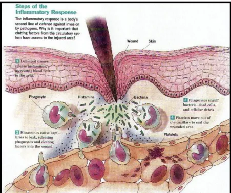 Gambar 3. Mekanisme terjadinya inflamasi akut akibat adanya injuri (tusukan) pada kulit.