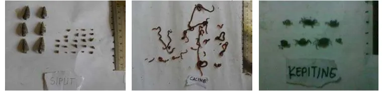 Gambar 9. Makrobentos yang ditemukan di dalam kantong serasah daun             R.mucronata Siput laut, cacing, kepiting