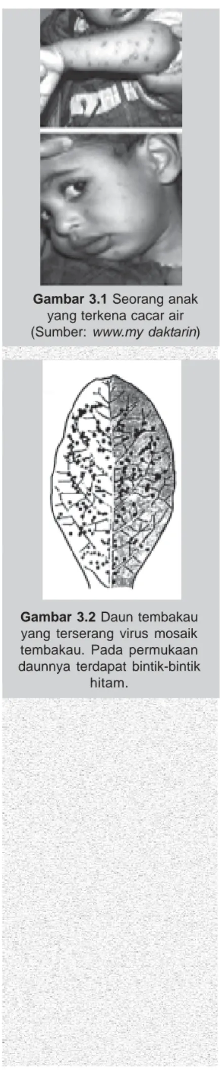 Gambar 3.2 Daun tembakau yang terserang virus mosaik tembakau. Pada permukaan daunnya terdapat bintik-bintik