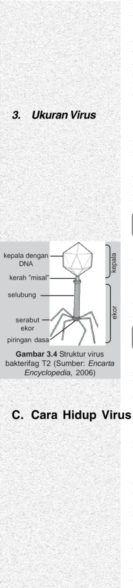 Gambar 3.4 Struktur virus bakterifag T2 (Sumber: Encarta