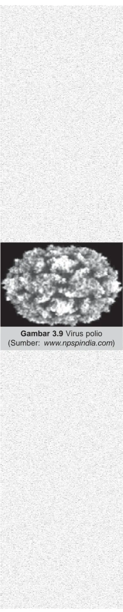 Gambar 3.9 Virus polio (Sumber: www.npspindia.com)