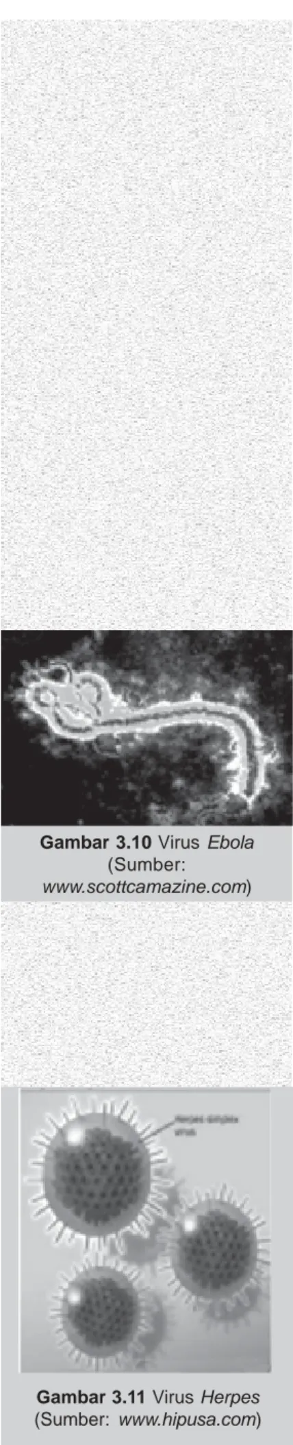 Gambar 3.10 Virus Ebola (Sumber: