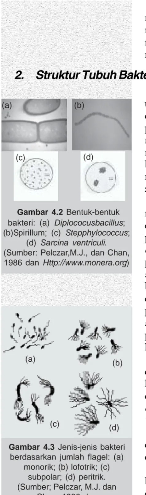 Gambar 4.3 Jenis-jenis bakteri berdasarkan jumlah flagel: (a)