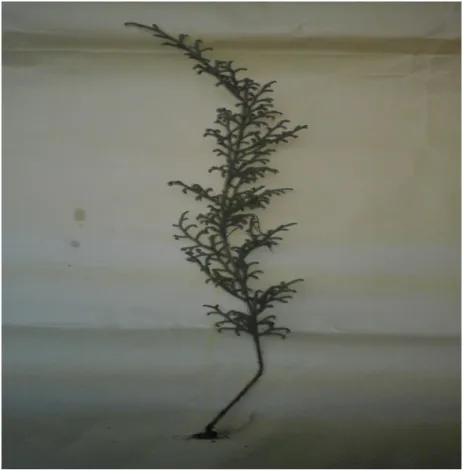 Gambar 4.3 Lycupodium  candensis 