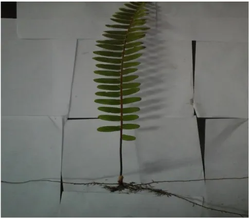 Gambar 4.4 Nephrolepis biserata  Deskripsi : 