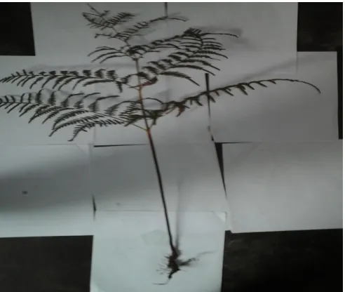Gambar 4.5 Davalia trichomanoides 