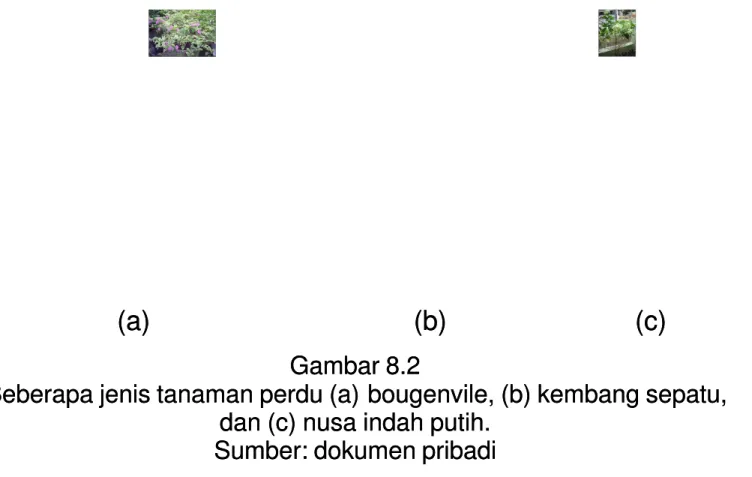 Gambar 8.2Gambar 8.2 Beberapa jenis tanaman perdu (a) 