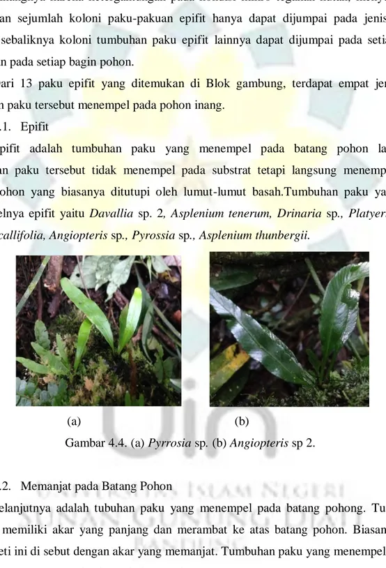Gambar 4.4. (a) Pyrrosia sp. (b) Angiopteris sp 2. 