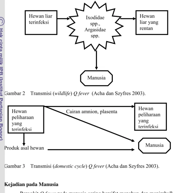 Gambar 3    Transmisi (domestic cycle) Q fever (Acha dan Szyfres 2003).  