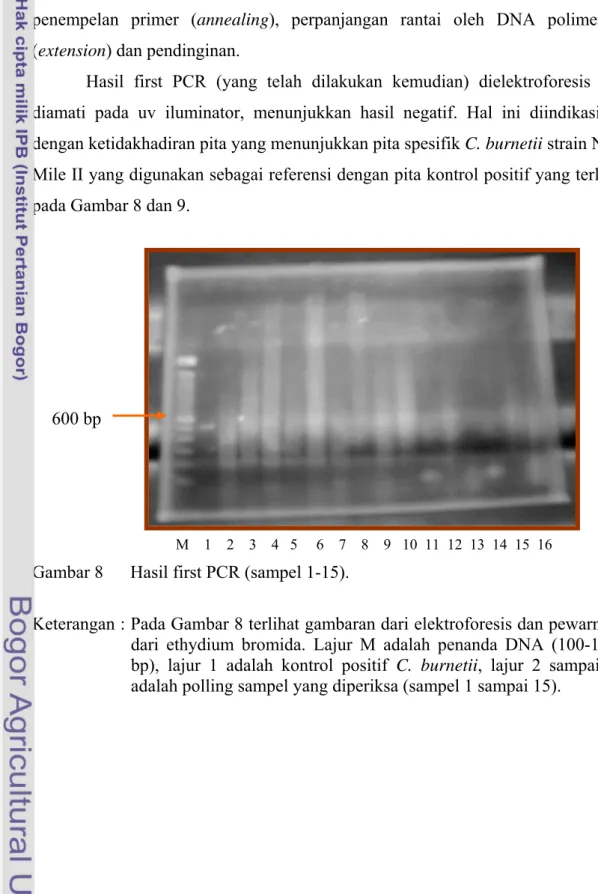 Gambar 8      Hasil first PCR (sampel 1-15). 