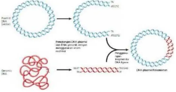 Gambar 10. DNA 