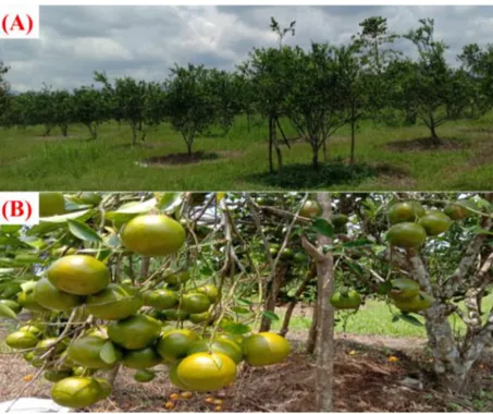 Gambar 2. Profil perkebunan jeruk masyarakat petani Konda : (A) lahan perkebunan  dengan tanaman jeruk produktif; (B) buah jeruk yang dihasilkan