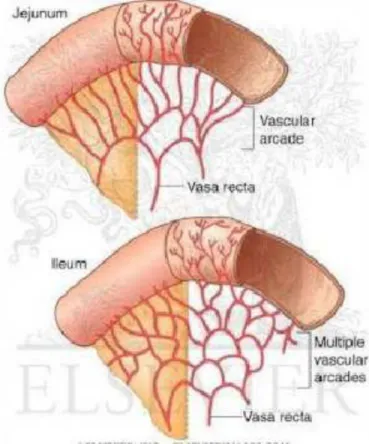 Gambar 2. Jejunum &amp; ileum