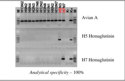 Gambar 8. Hasil elektroforesis fragmen gen H5 dan H7 virus Avian Influenza. Lajur M adalah penanda berat molekul  