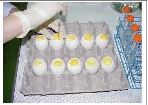 Gambar 6. Isolasi virus AI dari telur ayam bertunas SPF 