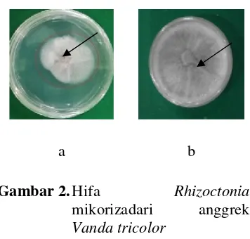 Gambar 1. Bentuk koloni RhizoctoniaMikoriza (a) dan subkultur(b) yang diisolasi dari akaranggrek Vanda tricolor.