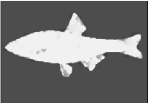 Gambar 3.2 Filter image pada ikan belanakc 