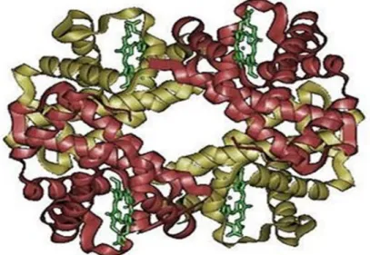 Gambar 2. 1 : Struktur 3 dimensi Hemoglobin. ( Mc.Kee T dan Mc.Kee JR,2004 )