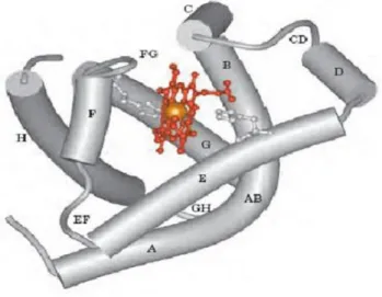 Gambar 2. 2.: Struktur Mioglobin (Nelson dan Cox, 2005 )