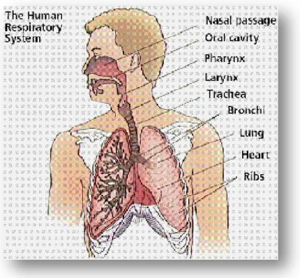 Gambar 2.1 Anatomi Saluran Napas 