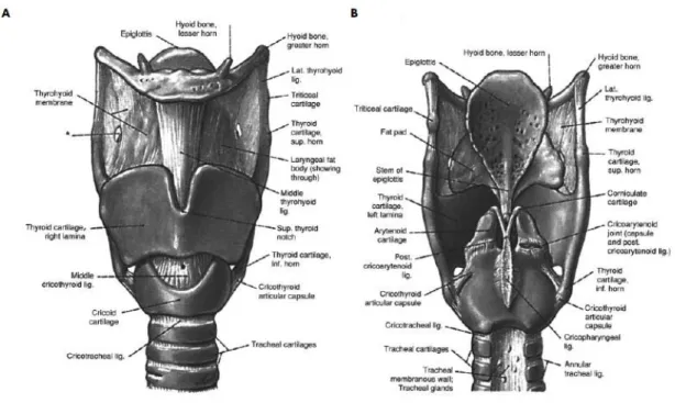 Gambar 2.2. Anatomi laring dari arah anterior dan lateral.  14 