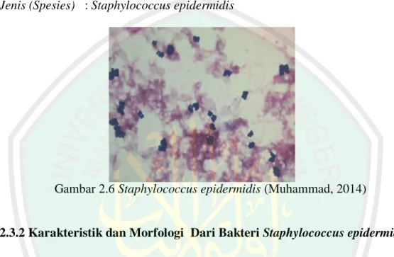 Gambar 2.6 Staphylococcus epidermidis (Muhammad, 2014) 