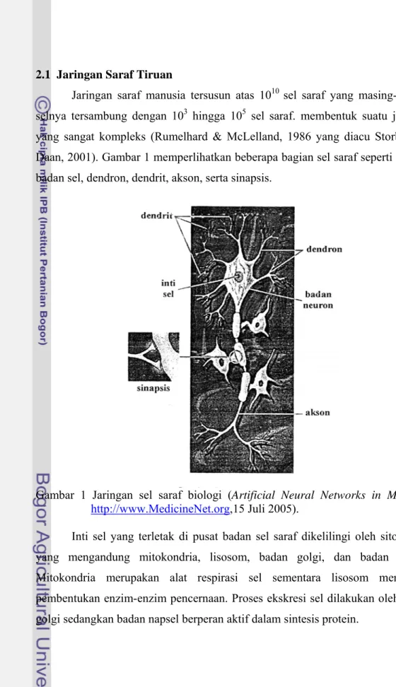 Gambar 1 Jaringan sel saraf biologi (Artificial Neural Networks in Medicine  http://www.MedicineNet.org,15 Juli 2005)