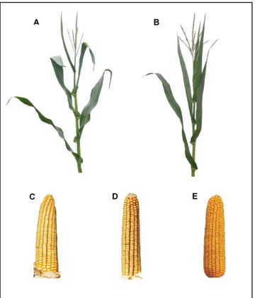 Figure 1.  Actual appearance of new  maize inbred lines with erect top leaves: ZPPL  218 (A), ZPPL 318 (B), and ears of their prospective hybrids ZP 600 (C), ZP  606 (D) i ZP 666 (E) 