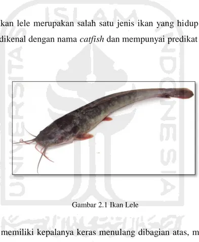 Gambar 2.1 Ikan Lele 