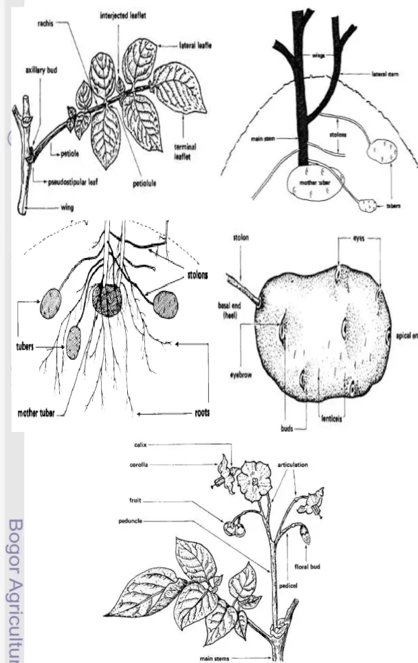 Gambar 2  Bagian organ daun, batang dan stolon, akar, umbi, dan bunga kentang   (Sumber: Huaman 1986) 