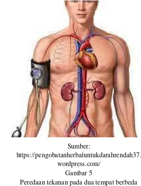 alveoli paru-paru harus memiliki dinding yang sangat tipis dan dilingkupi oleh darah dalam sistem pembuluh pulmonary kapiler