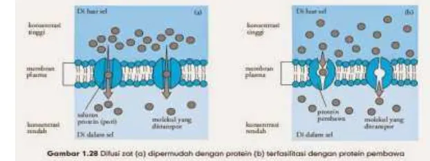 Gambar . Proses difusi pada peristiwa respirasi 