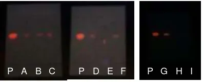 Gambar 1. Hasil KLT dibawah lampu UV 366 nm 