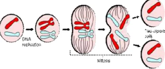 Gambar 1: Skematik proses siklus pembelahan sel  (Mitosis) [2]  