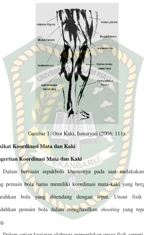 Gambar 1: Otot Kaki, Ismaryati (2006: 111). 