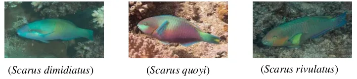 Gambar 3. Morfologi jenis ikan kakatua (famili  scaridae) di perairan Watdek, Maluku Tenggara 