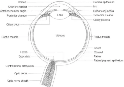 Figure 1.  The anatomy of the eye, picture reprinted with permission from (26). 