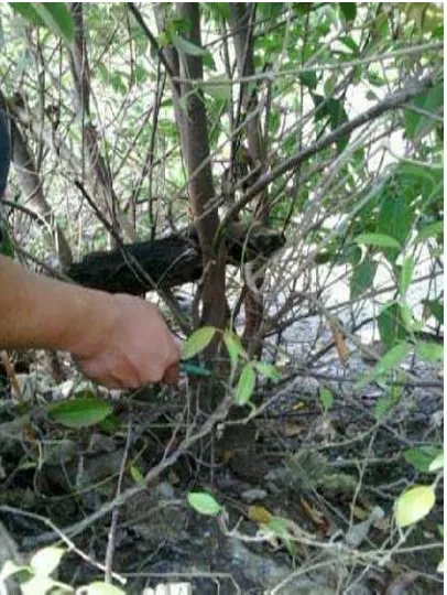 Gambar 1. Daun mangrove jenis  E. agallocha L. 
