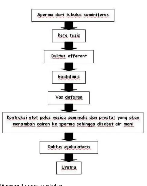 Diagram 1 : proses ejakulasi 