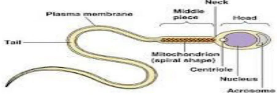 Gambar 4 : struktur sperma 