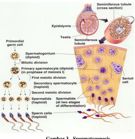 Gambar 3    Spermatogenesis   