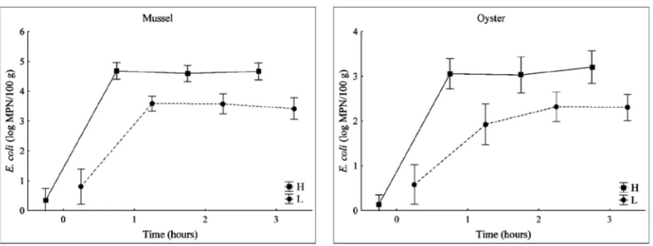 Fig. 1. Uptake of E. coli by mussels and oysters as a function of time under conditions of “high” (H) and “low” (L) E