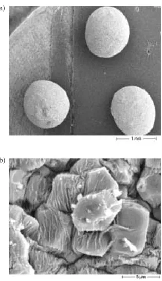 Fig. 1. SEM photograph of the prepared floating beads of acetohydroxamic acid: