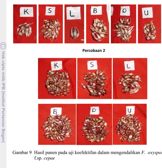 Gambar 9  Hasil panen pada uji keefektifan dalam mengendalikan F.  oxysporum                    f.sp